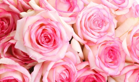 Pink Roses - roses, pink roses, flower, pink, pink rose, flowers, rose, pink flowers, pink flower