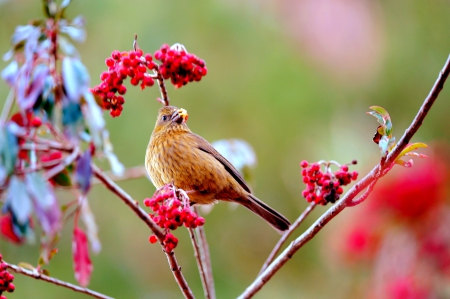 SPRING BIRD - bird, spring, branch, plant