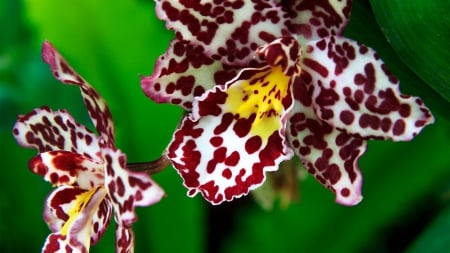 Wild Orchid - nature, flower, orchid, wild