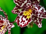 Wild Orchid