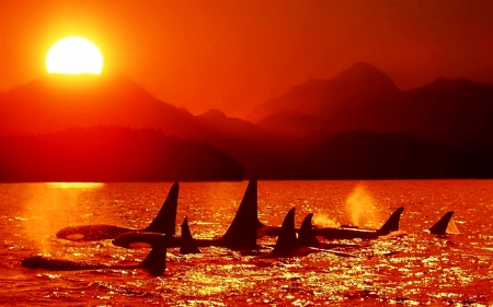 MARINE BEAUTIES at DUSK - sea, Dolphins, killer whales, sunset