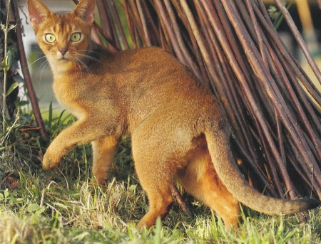 Cat - cute, paws, ginger, cat