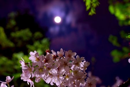 SPRING MOON - nature, cherry blossoms, spring, night, full moon