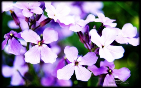 Purple flowers - purple, wallpaper, flowers, spring, abstract, hd, petals, photography, macro, nature