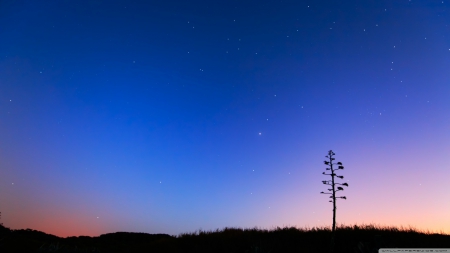 Night skies - dust, landscape, eallpaper, stars, hd, sky, tree, scene, sunset, nature, sunrise, dawn