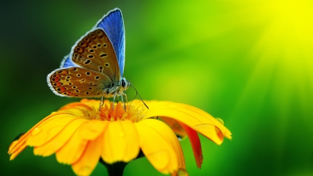 Blue butterfly - butterfly, yellow, blue, photo, flower