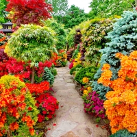 Azalea flowers line the pathway to the lower garden