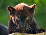 CUTE BLACK LEOPARD