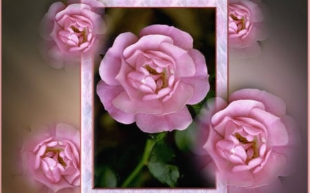 Pink Dream - nature, flowers, roses, pink