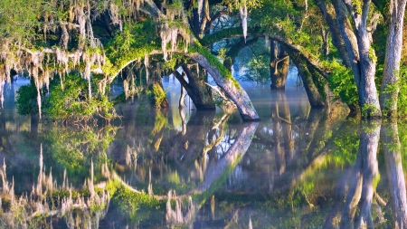 Flooded Oaks In The Morning Mist - trees, forest, country roads, beautiful, florida, flood, sunrise, water mirror