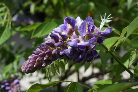 Purple Flower Natural - flowers, lovely flowers, purple flower, outdoors, nature, macro, natural