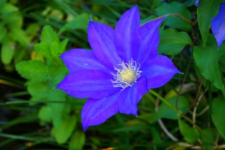 Natural Beauty - lovely flower, natural beauty, beauty flower, purple flower power