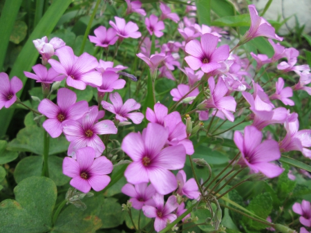 Purple Flowers - flowers, natural beauty, nature, purple flowers