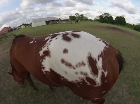 Horse Back GoPro Hero 3 Snap - pretty, gopro hero 3, beauty, horse, animals