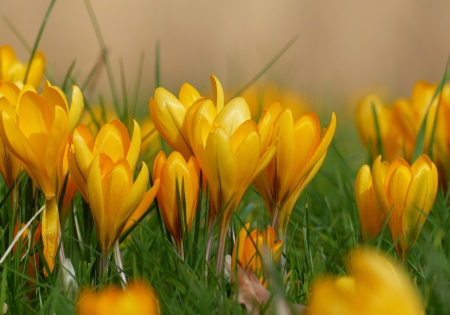 Crocus - crocus, yellow, easter, green, flowers, grass, spring