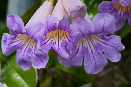 Purple Flowers - flowers, nature, purple, beauty, natural