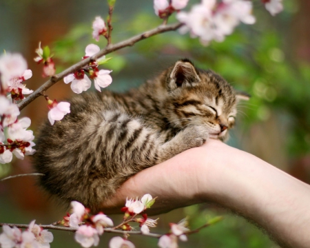 Cute Sleeping Kitten - sleeping, hands, striped, pink, flowers, cute, black, kitten