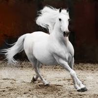 Andalusian Stallion