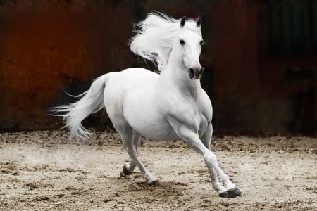 Andalusian Stallion - white, stallion, horse, animals, andalusian