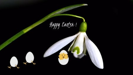 happy Easter ! - eggs, nature, easter, flower