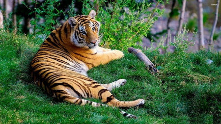 Tiger - jungle, animal, Tiger, cat