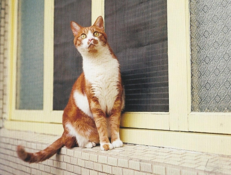 Cat - cute, paws, window, cat