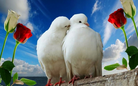 Give A Little Love - blue, pigeons, birds, roses, love, sky, doves