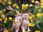 â™¥ Kittens among daffodils â™¥