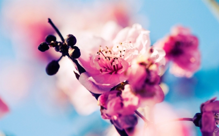 â™¥ Spring blossoms â™¥ - flowers, blossoms, spring, nature