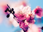 â™¥ Spring blossoms â™¥