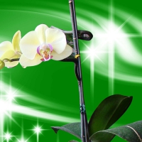 Orchids