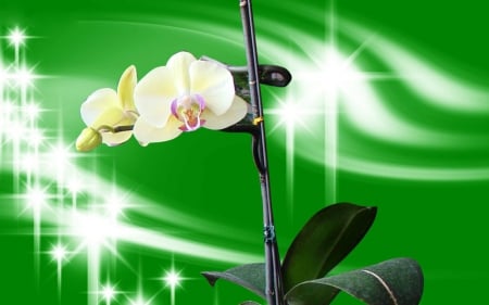 Orchids - flowers, orchids, sparks, green