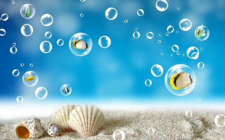 Shells - bubbles, shells, sands, fish