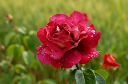 Lovely red rose - red, rose, pretty, beautiful, spring, fragrance, leaves, garden, petals, scent, lovely