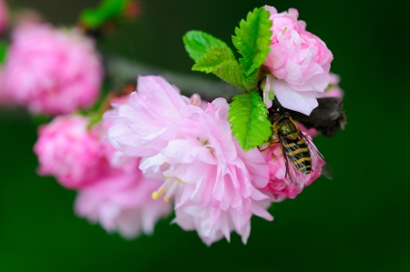 Hoverfly - peonies, insects, pink, flowers, hoverfly