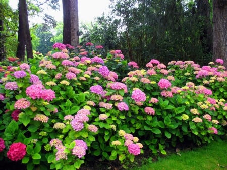 Lovely park flowers