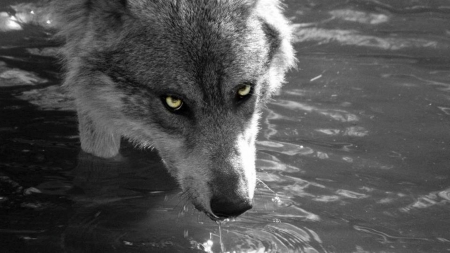 Thirsty Wolf - water, nature, Wolf, animals, thirsty