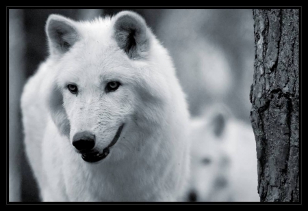 Beautiful framed White Wolves - nature, beautiful, Wolves, whithe, framed, animals