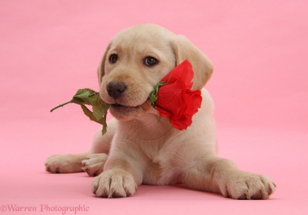 Labrador with red rose - brown, rose, dog, red