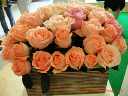 Orange roses - green, basket, life, roses