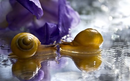 Kiss - bokeh, wet, silver, purple, snail, yellow, reflection, kiss, macro, cute, flower