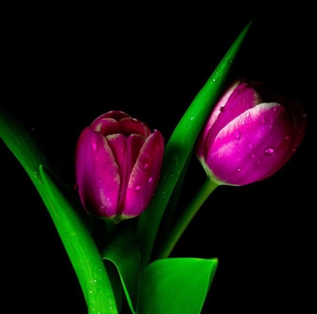 Full of Color - flowers, purple brillant, tulips, beautiful