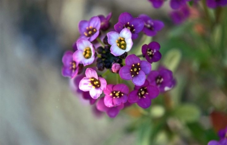 The Breath of the Soul - little flowers, beautiful, breath, purple color, nature outdoor, soul