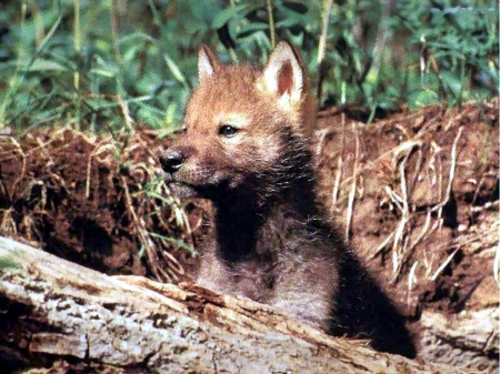 Wolf Pup - nature, wilderness, predator, sweet, small