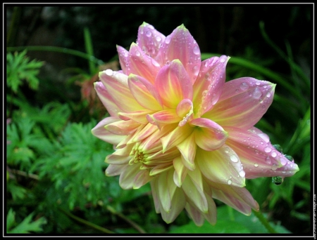 Dahlia - nature, rain, dewdrops, droplets, dahlia