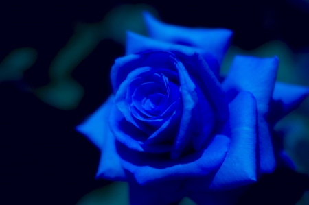 BLUE ROSE - color, rose, blue, flower