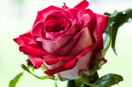 Only You - passion, romantic, beautiful, only you, red rose