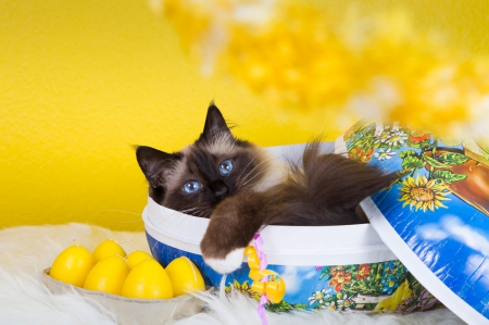 Easter cat