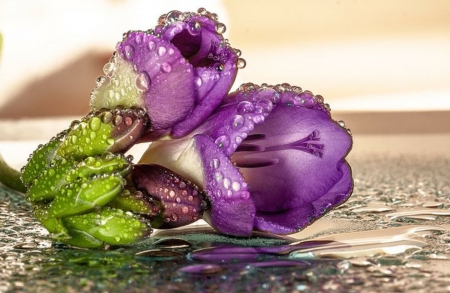 âœ¿Springâœ¿ - rain, beautiful, spring time, water, purple color, flowers, drops