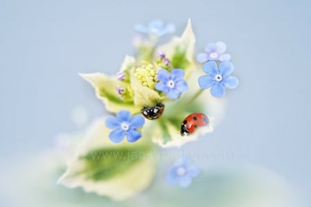 Just the two of us - nature, love, beautiful, blue sky, just the two of us, flowers, ladybugs, heaven